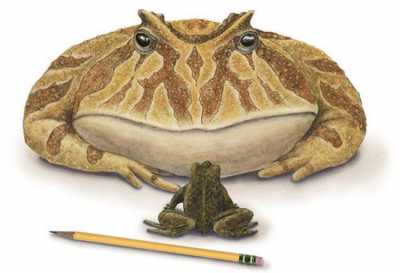 В чем самая большая разница между лягушками и жабами?